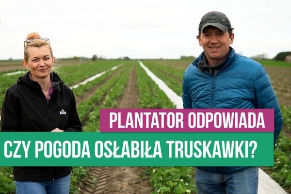 Komunikat jagodowy 06.05.2021/ truskawka, grad/ ROZMOWA Z PLANTATOREM